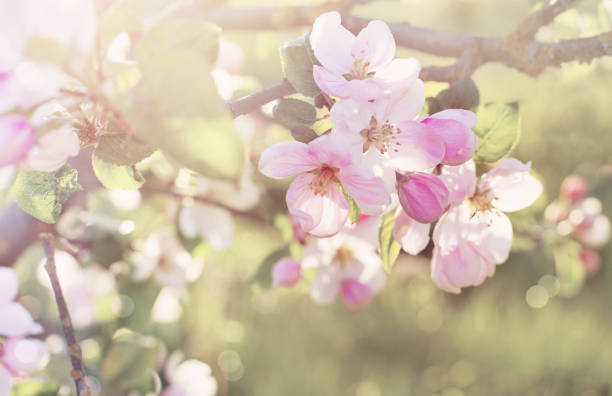 istock pink and white apple flowers in sunlight outdoor 1292369608