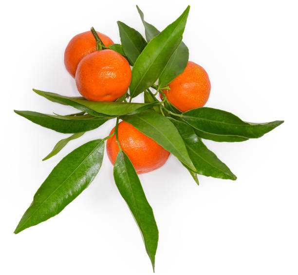 istock Tangerines on a twig with leaves on a white background 1292370264