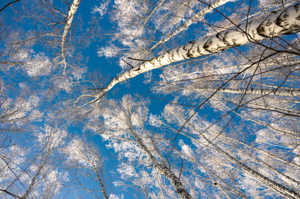 birkenstämme mit dickem hoarfrost bedeckt, in den strahlend blauen himmel gerichtet. - winter woods frost fragility stock-fotos und bilder