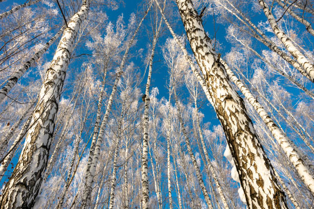 schneebedeckte birkenstämme strömen an einem sonnigen wintertag in einen strahlend blauen himmel. - winter woods frost fragility stock-fotos und bilder