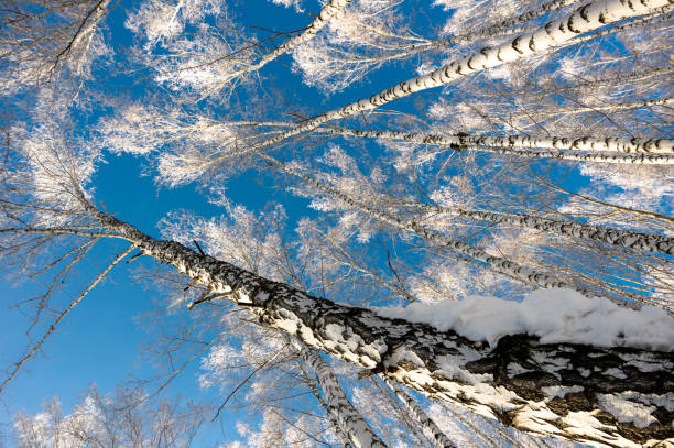 birkenstämme mit dickem hoarfrost bedeckt, in den strahlend blauen himmel gerichtet. - winter woods frost fragility stock-fotos und bilder