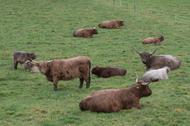 istock scottish highland cattle on the pasture 1292372059