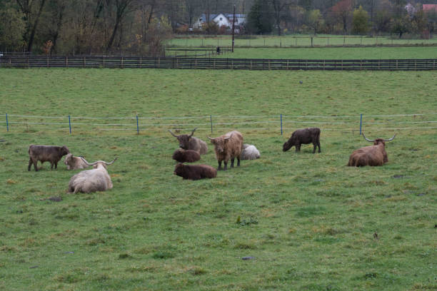 scottish highland cattle on the pasture