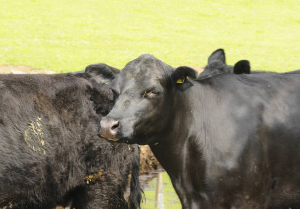 istock Angus cattle in the pasture 1292372878