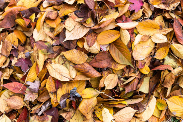 Autumn leaves covering the ground.