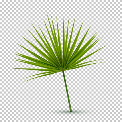 Green exotic jungle plant. Fan palm vector illustration. Tropic botanical element on transparent background. Floral object.