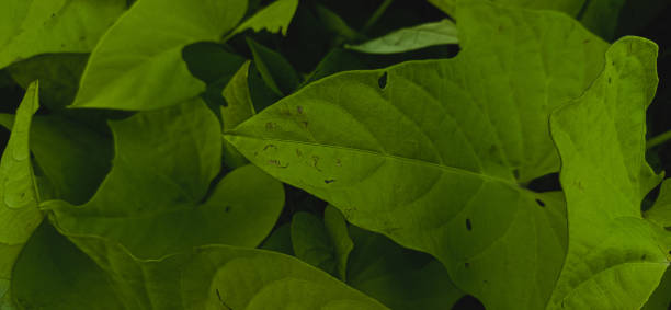 istock sweet potato leaves 1292375682