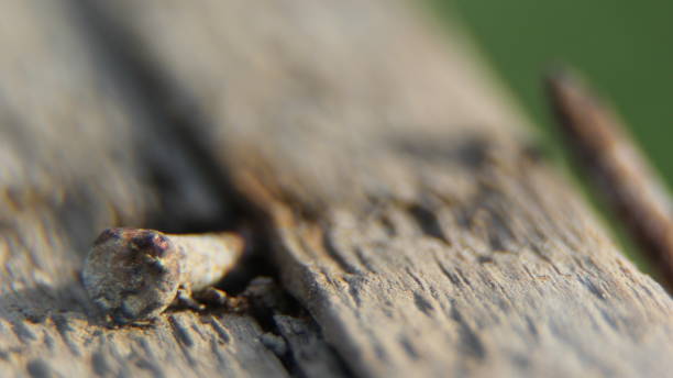 istock A rusted nail in a rotten wood. 1292377825