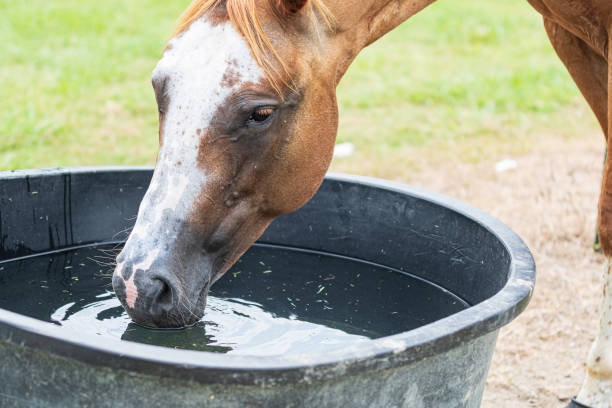 istock Horse drinking water - landscape 1292378034