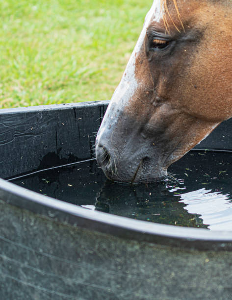 istock Horse drinking water - portrait 1292378052