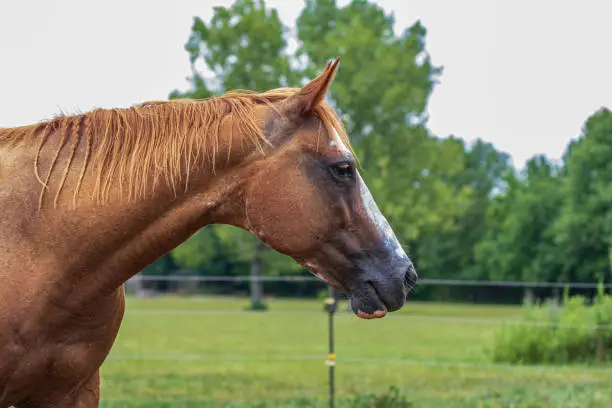 Quarterhorse mare looking to the right in a summer pasture with high tensile wire fence in the background.