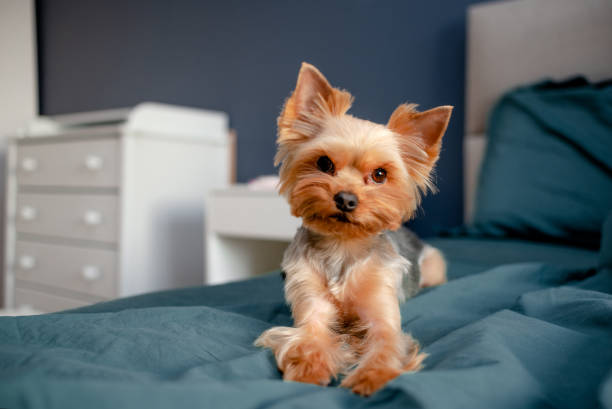istock Cute little yorkshire sitting and playing at home. Top horizontal view copyspace 1292378984