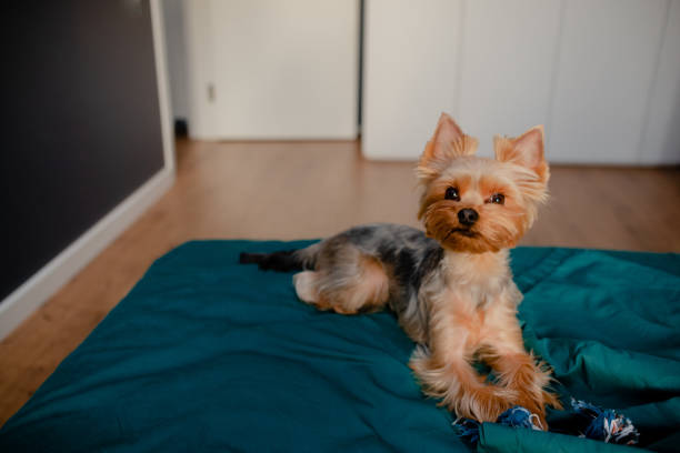 istock Cute little yorkshire sitting and playing at home. Top horizontal view copyspace 1292378986