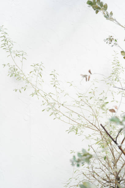 istock Belland plants and white walls 1292379019
