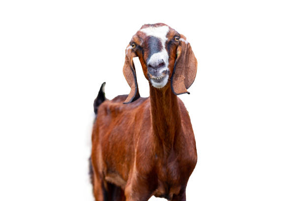 istock Goat head shot isolated cut out portrait brown 1292379148