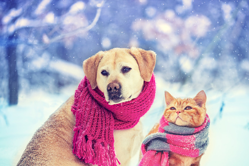 Dog and cat wearing knitted scarf sitting together outdoors in the snow in winter. Christmas scene