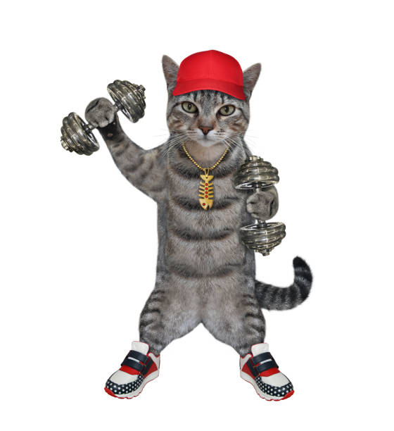 istock Cat gray lifts dumbbells 2 1292381355