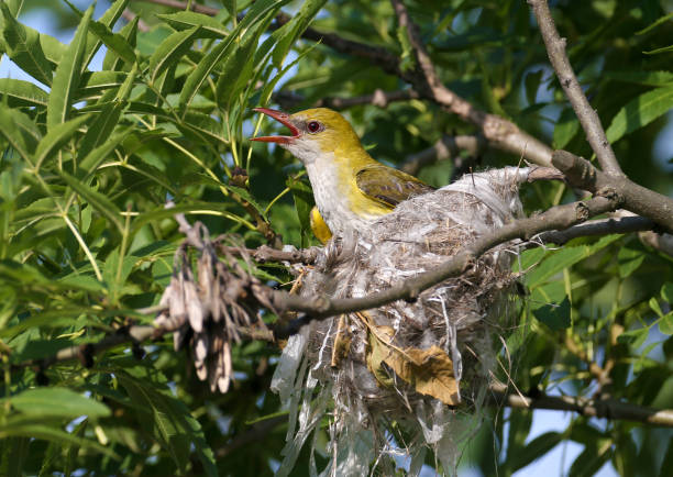 istock Eurasian golden oriole (Oriolus oriolus) 1292383704