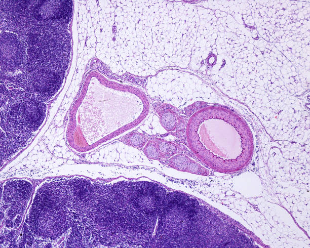 Artery and vein Muscular artery, vein and nerve bundles surrounded by adipose tissue, near a lymph node. The artery (right) has a thicker wall and a smaller diameter than the vein (left). H&E stain"n"n light micrograph stock pictures, royalty-free photos & images