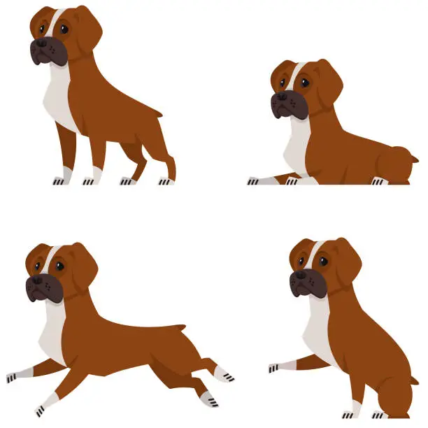 Vector illustration of Boxer dog in different poses.