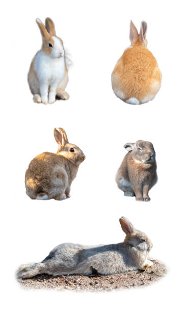 istock Many variety of adorable bunny rabbit 1292385775