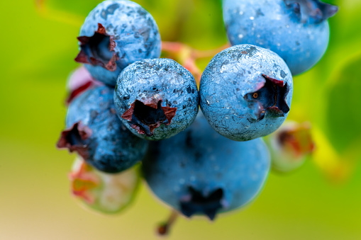 Blue berry, blueberries on the bush or straight from the bushes.  Organic fruit and a small family farm.  Macro with selective focus.