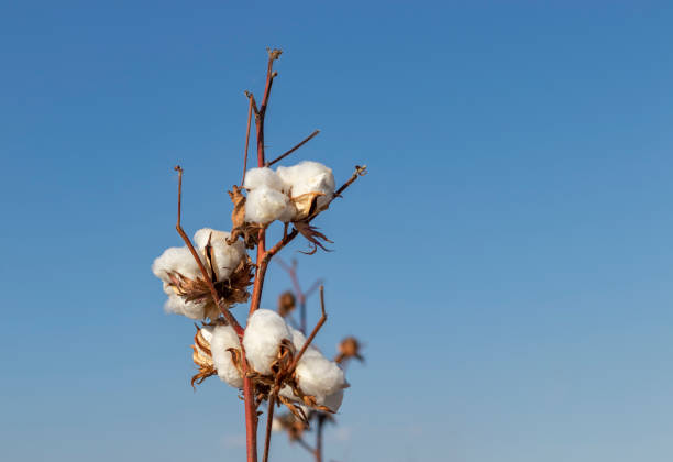 수확준비분야면 - cotton plant dry branch 뉴스 사진 이미지