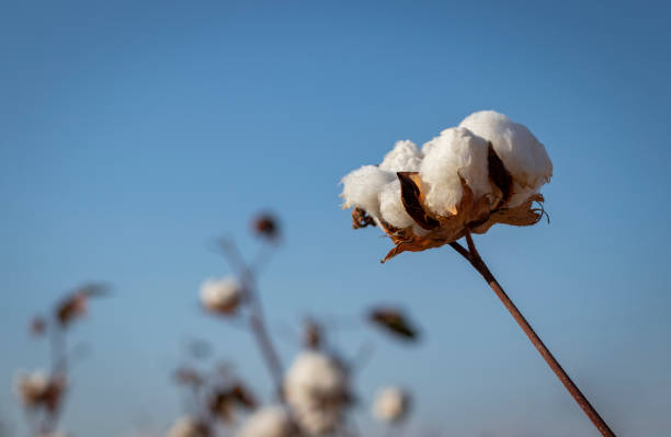 istock Cotton in field ready for harvest 1292386406