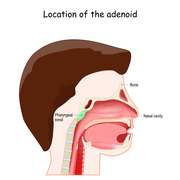 аденоидное расположение. лимфатическая система - nasopharynx stock illustrations