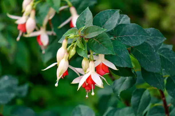 Beautiful fuchsia flowers of white-red color in the summer garden