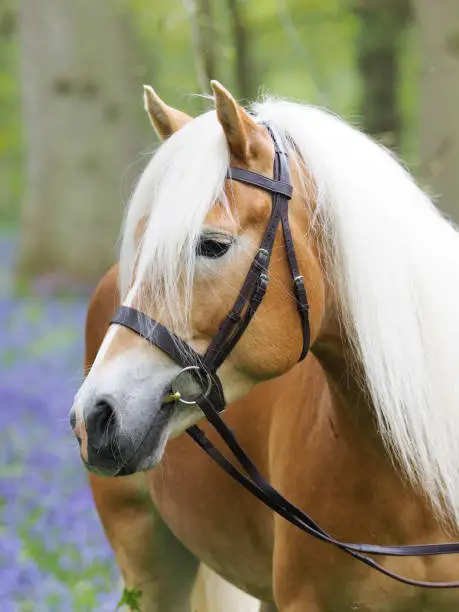 A beautiful horse in a snaffle bridle stands in a Bluebell wood.