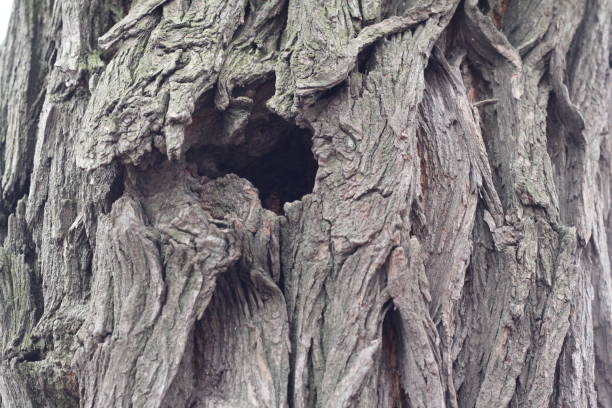 istock squirrel house in the woods 1292391450