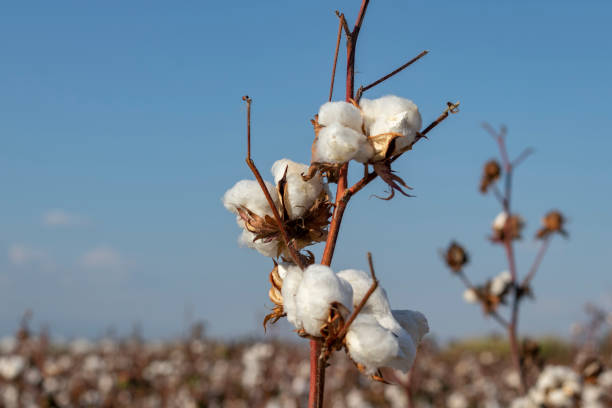 istock Cotton in field ready for harvest 1292391775