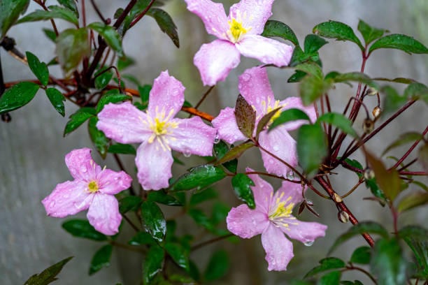 blühende clematis montana - waldrebe stock-fotos und bilder