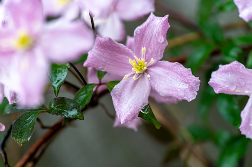 Flowering clematis Montana during a rain shower with droplets on the petals.