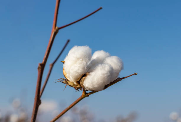 istock Cotton in field ready for harvest 1292392811