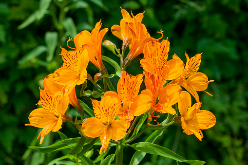 Lilium pumilum (lily) an orange spring summer flower plant stock photo image