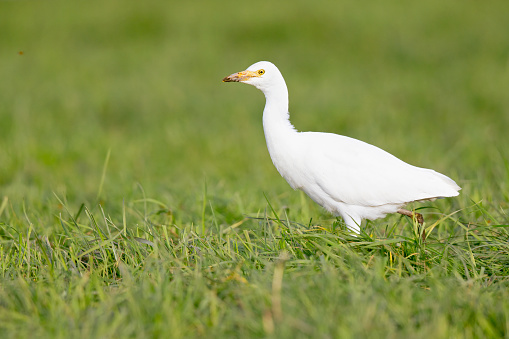 A small egret walking and foraging in a field with grass.