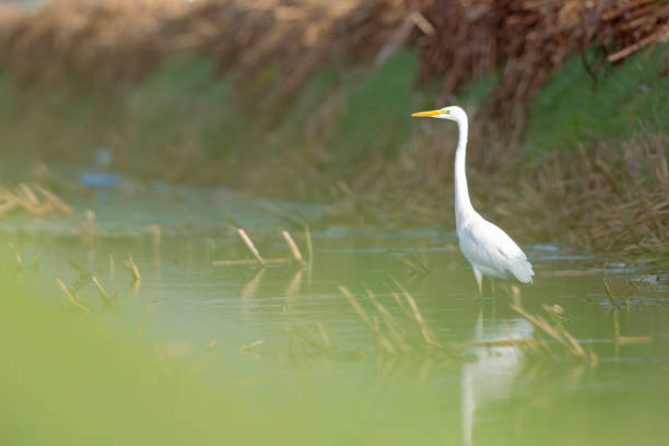 istock A great white egret foraging in a  ditch in the Netherlands. 1292395644