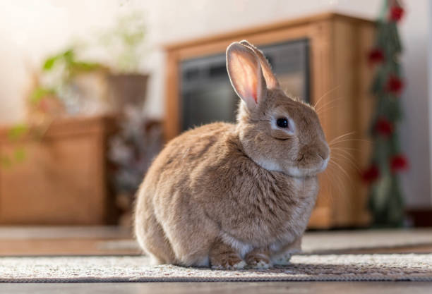 istock Rufus bunny rabbit poses right in home 1292397116