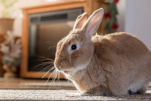 istock Rufus bunny rabbit poses left in home warm tones 1292397120