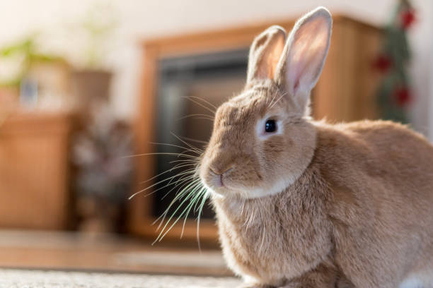 istock Rufus bunny rabbit poses left in home warm tones 1292397123