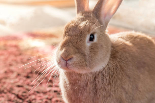 istock Rufus bunny rabbit poses right in home warm tones mature house rabbit 1292397127