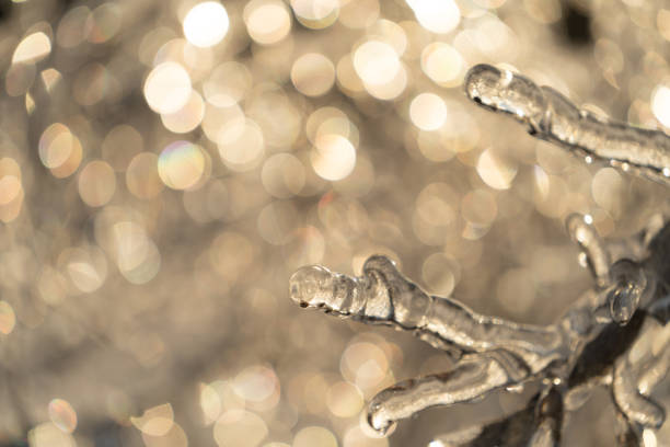 istock Beautiful blurry background with bokeh and ice branch 1292397138