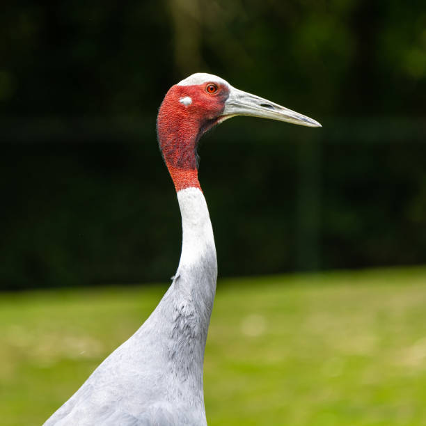 Closeup Head Shot of a long neck Wattled Crane Isolated on black