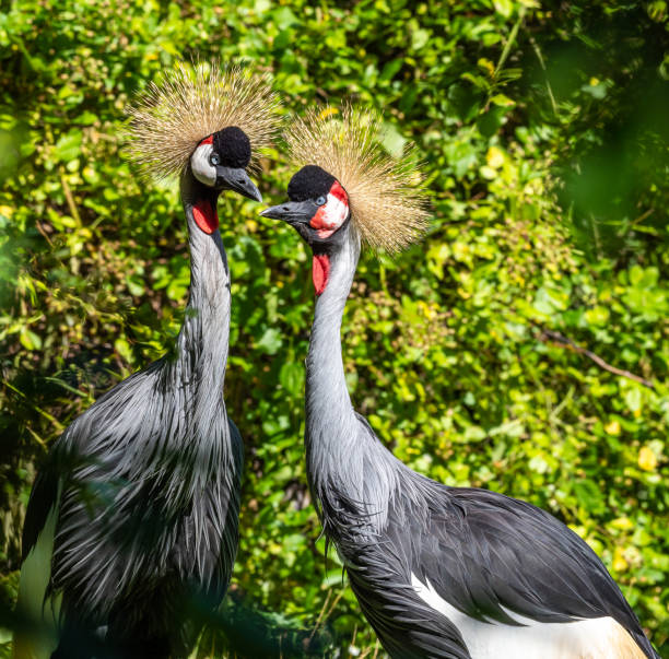istock Black Crowned Crane, Balearica pavonina in a park 1292397327