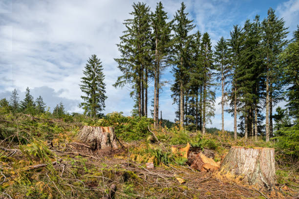 istock After the Loggers, Scottish Highlands, Scotland 1292397338