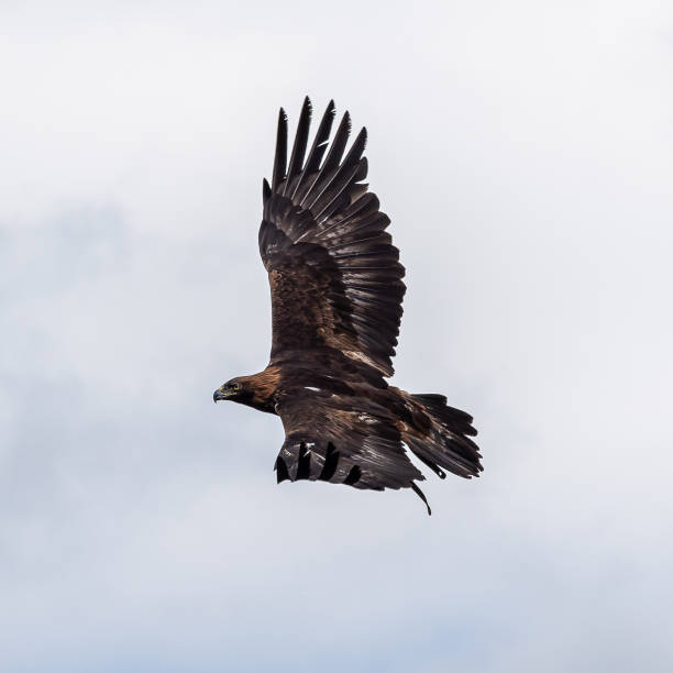 istock Golden eagle, Aquila chrysaetos sitting on a branch 1292397981