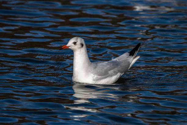 istock The European Herring Gull, Larus argentatus is a large gull 1292398189