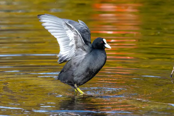 Photo of Common moorhen Gallinula chloropus also known as the waterhen or swamp chicken